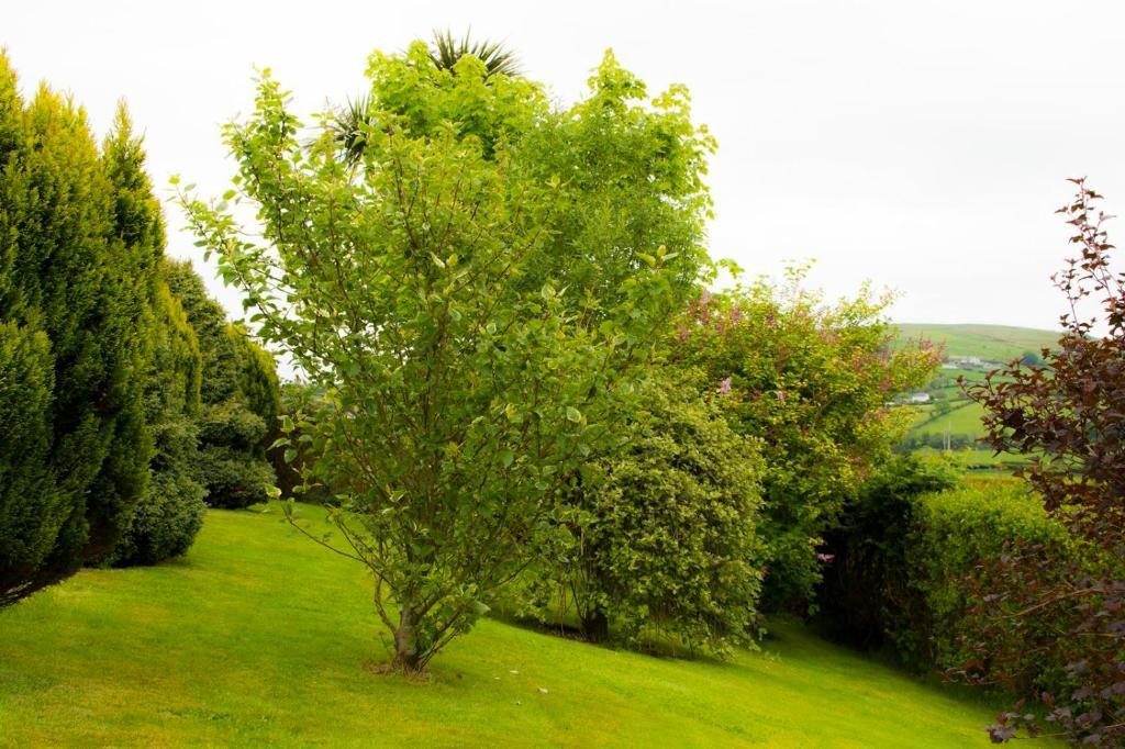 クーシェンドール Garron View Bed & Breakfast エクステリア 写真